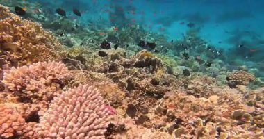 Balıklı mercan resifi, Mısır, Kızıl Deniz