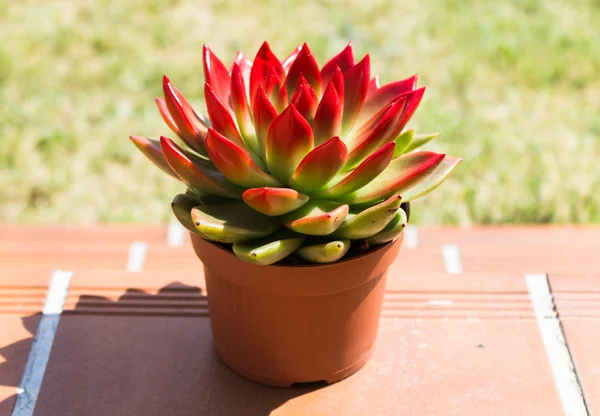 Kırmızı kaktüs closeup