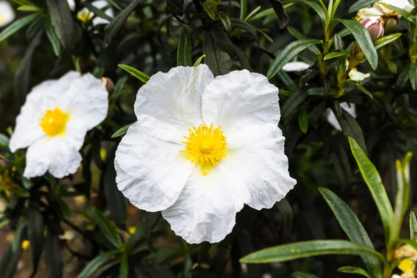 beyaz ve sarı çiçek