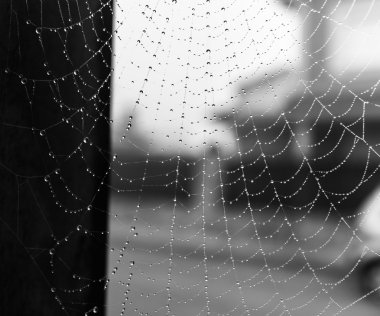 yağmur sonrası örümcek ağı 