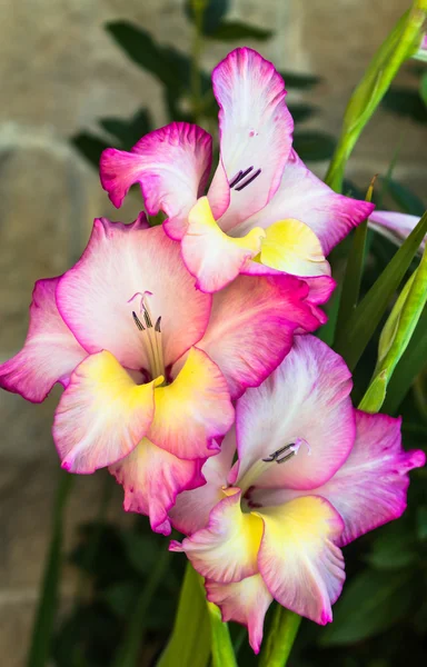 pembe ve sarı Glayöl