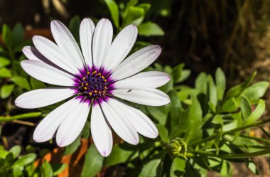 Mor ve beyaz papatya