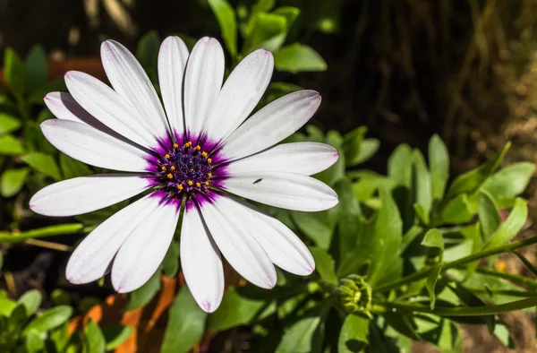 Mor ve beyaz papatya