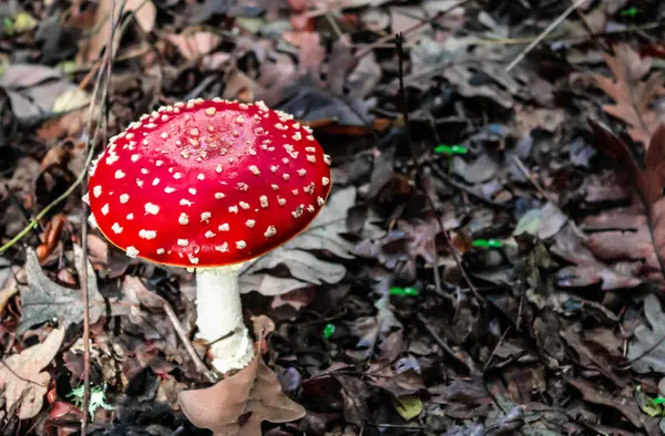 有毒的红色蘑菇 — 图库照片