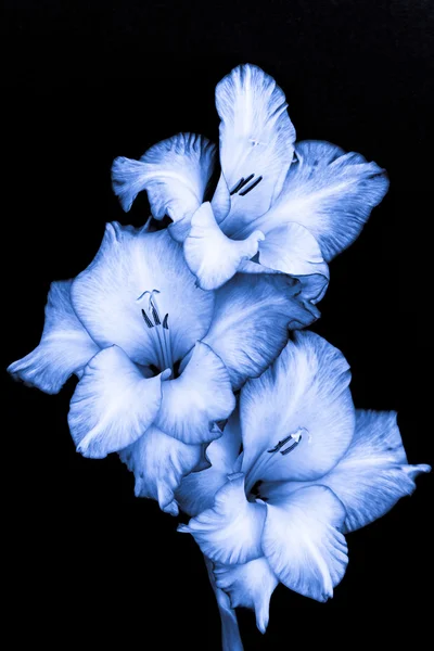 siyah arka plan mavi Glayöl