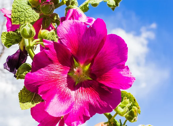 Leylak rengi Mor çiçek