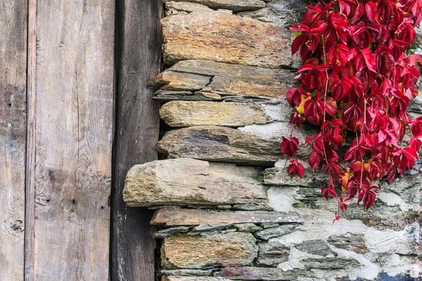 Taş duvar üzerinde kırmızı asma