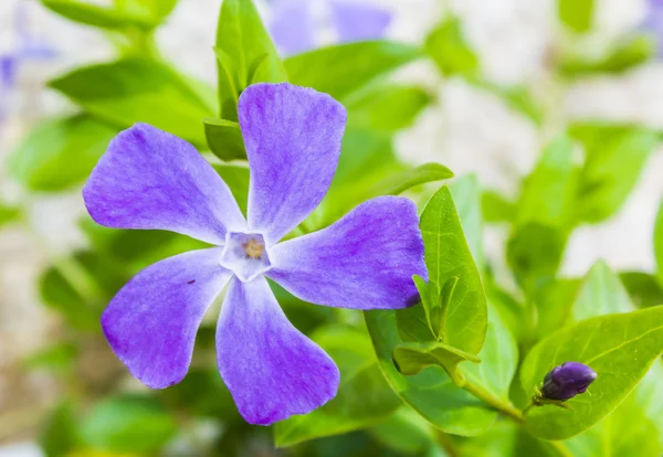 Mor Çiçeğin Yakın Çekimi