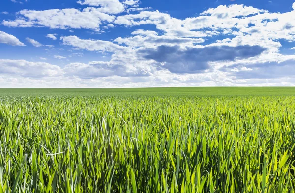 Buğday ve mavi gökyüzü dikim