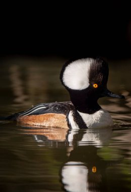Gölde kapüşonlu Merganser