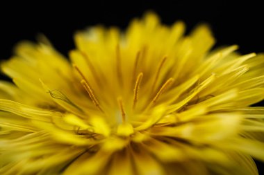 Sarı çiçeğin iplikli makro yakın çekimi