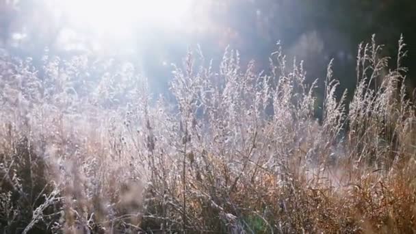 Sunflare thru grass, rye at cold morning. — Stock Video