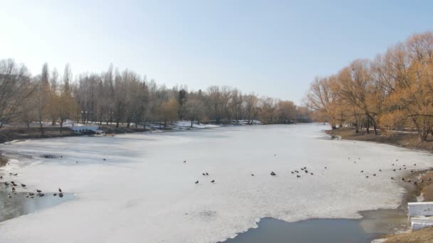 Wildenten suchen Nahrung im Winterfluss. — Stockvideo