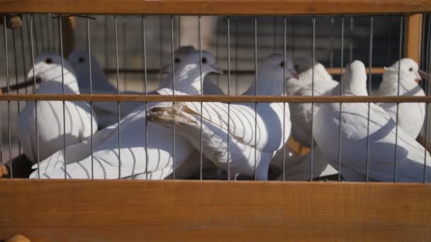 Bílé svatební holuby v kleci, ptáci v zajetí zblízka — Stock video