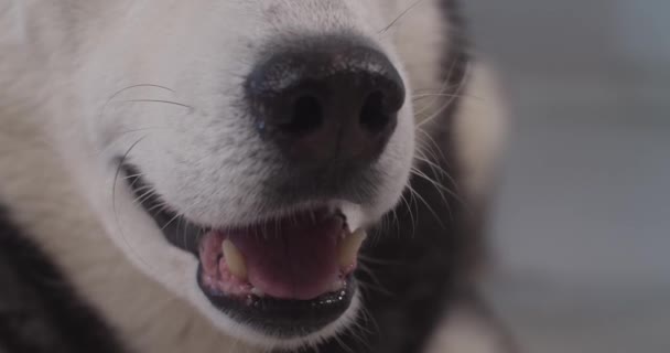 Närbild Siberian Husky hundar mun tänder visar några dentala. Högkvalitativ film. — Stockvideo