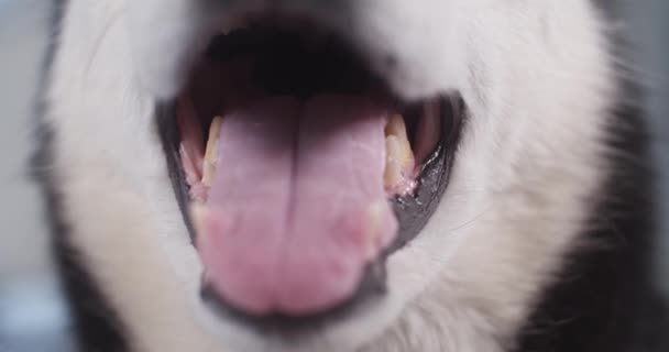 Närbild Siberian Husky hundar mun tänder visar några dentala. Högkvalitativ film. — Stockvideo