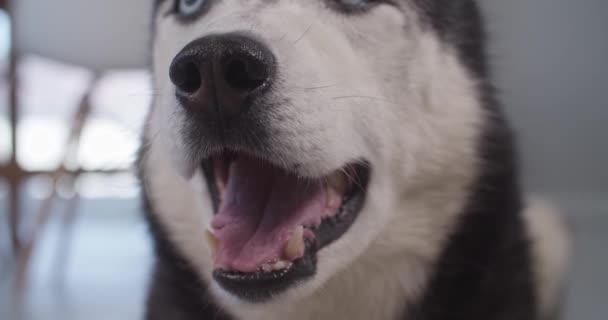 Närbild Siberian Husky hundar mun tänder visar några dentala. Högkvalitativ film. — Stockvideo