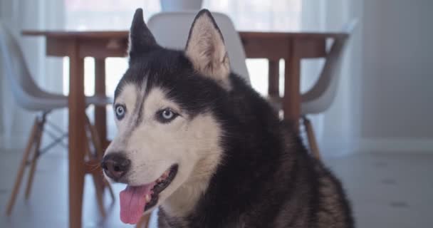 A fun close-up of a beautiful Husky with beautiful blue eyes and a smile on his face. — Stock Video