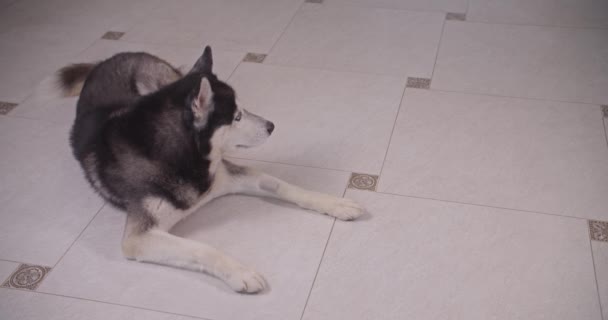 Сибирская хаски-собака отвлекается на пылесос — стоковое видео