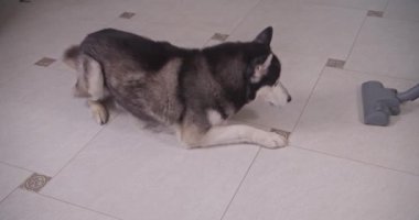 Sibirya kurt köpeği elektrikli süpürge yüzünden dikkati dağılmış.