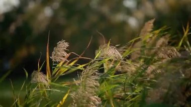 Rüzgarda sallayarak saz