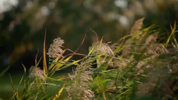 随风摇曳的芦苇 — 图库视频影像