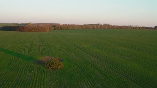 Luftaufnahme für Feld und Wald — Stockvideo
