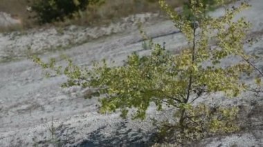 Rüzgarla sallayarak bir tepe üzerinde küçük ağaç