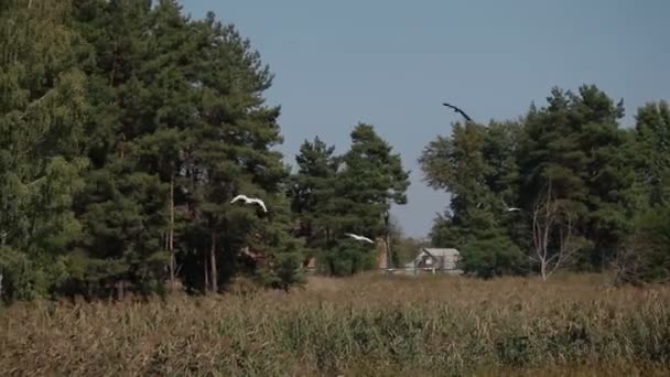 Nilüfer ve baston arka planda doğa ile uçan beyaz ördek — Stok video