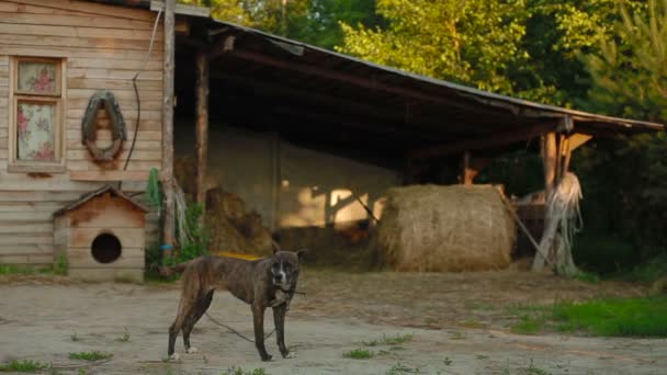 Il cane sta sorvegliando il fienile nella stalla. — Video Stock