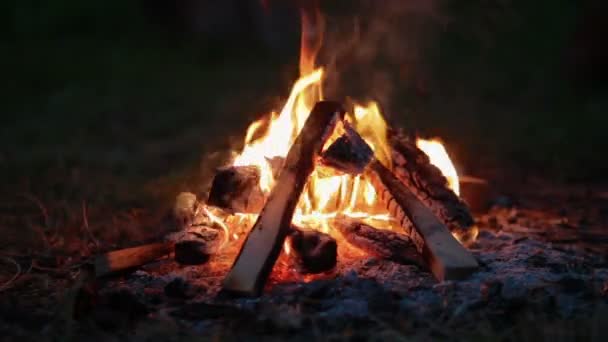 Bonfire in the forest at night — Stock Video