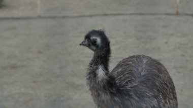 Devekuşu hayvanat bahçesinde yürüyerek