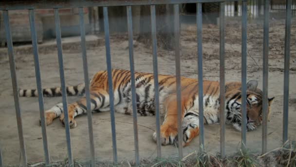 Tiger in the zoo cage — Stock Video