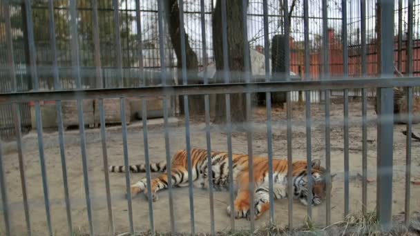 Tiger in the zoo cage — Stock Video