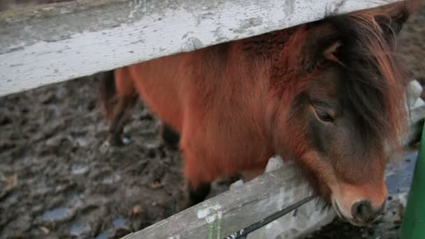 Сумний поні чекає їжі в зоопарку — стокове відео