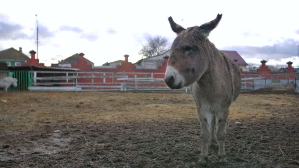 Estancia burro y mostrar afecto — Vídeos de Stock