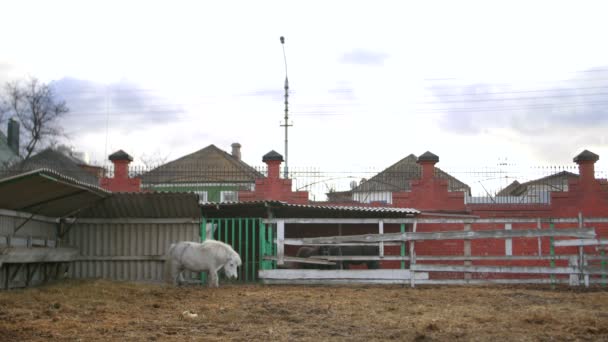 White pony in een dierentuin — Stockvideo