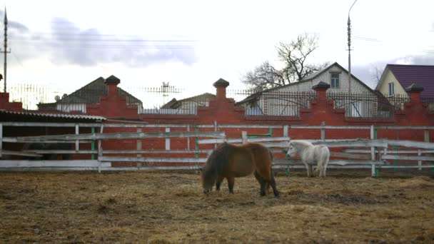 Två ponyes i en djurpark — Stockvideo
