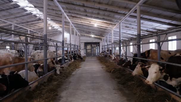 vaches dans la remise à vache manger du foin 