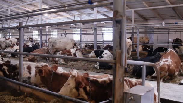 Vacas no galpão de vaca comendo feno — Vídeo de Stock