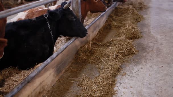 Vacas no galpão de vaca comendo feno — Vídeo de Stock