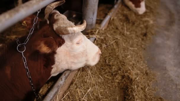 Vaca no galpão de vaca comendo feno — Vídeo de Stock