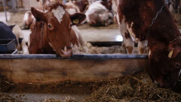 Vacas en el cobertizo de vacas comiendo heno — Vídeo de stock