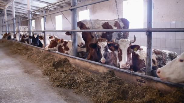 Vacas no galpão de vaca comendo feno — Vídeo de Stock