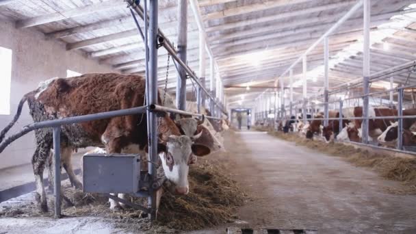Vacas en el cobertizo de vacas comiendo heno — Vídeos de Stock