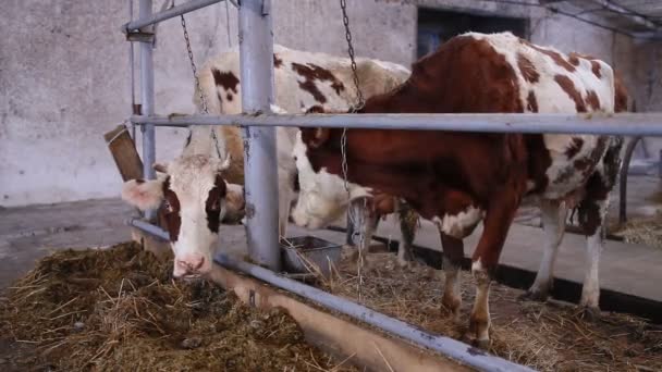 Vaches dans la remise à vache manger du foin — Video