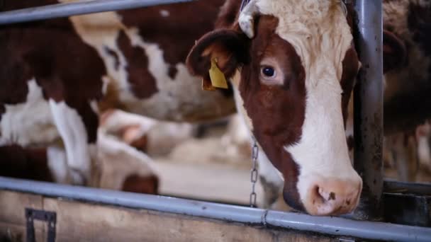 Vaca infeliz en el cobertizo de vaca — Vídeo de stock