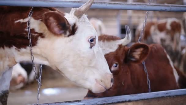 Koeien in de koeien schuur eten hooi — Stockvideo