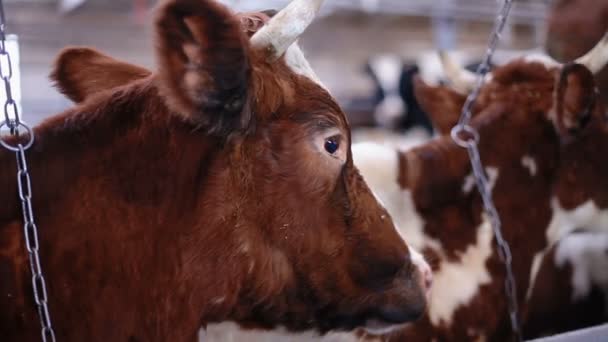 Kráva v krávě prolévat jíst seno — Stock video