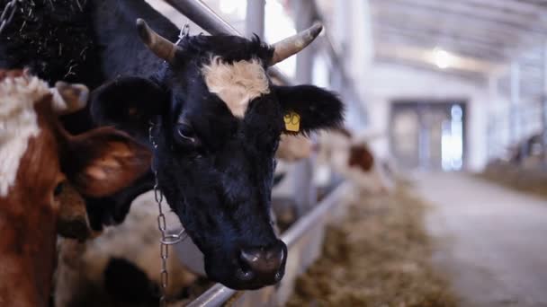 Zwarte koe in de koe schuur eet hooi — Stockvideo